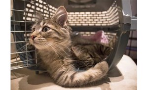 航空托运宠物猫有哪些要求